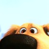 talibusorabat: An extreme close-up of a cartoon golden retriever (Up: Eager puppy peers)