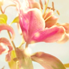 paradiseblossoms: (lilies)
