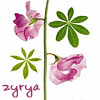 zyrya: (Default)