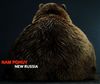 hemdall: (Bear)