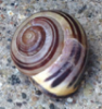fflo: (snail)