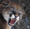 kayshapero: Snarling mountain lion (Angry Puma)