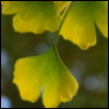 ironymaiden: (ginkgo)