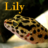linaelyn: (ZZ - Lily the Gecko)