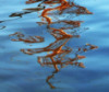 refleksia: (otrazhenie)