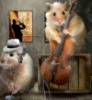 injj: (cello-homo)