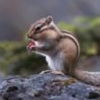 dennih23: (chipmunk)