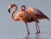skatie: (Flamingo)