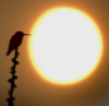 esselt: (птичка и солнце)