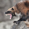 vdistinctive: (wolverine - roar-face)