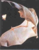 cityvampire: bat (Default)