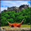 theldara: A Highland Coo (Default)