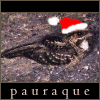pauraque: bird on the ground with a santa hat (xmas pauraque)