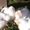 goddessfarmer: (broilers)