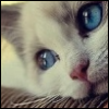 dashariga: (blue eyes)