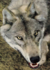 a_cubed: OK, so I think wolves are pretty. So bite me! (Wolf)