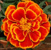 catalenamara: (Marigold)