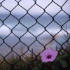 ljplicease: (flower fence)
