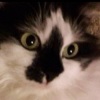 dimity_blue: My cat Daisy (Daisy)