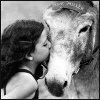 strippedhalo: (donkey, sweet face)
