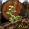 raze: image of a sprout in front of a logged tree and the word "Rise" in gold text (rise)