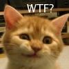 azdesertrose: (WTF? (kitten))