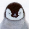 orange_smaug: (Baby Penguin)