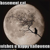 wren_kt7oz: (YYY_halloween basement cat)