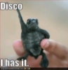 ladysprite: (DiscoTurtle)