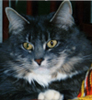kinzel: (copilot Hypatia)
