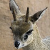 spin_kick_snap: (zzzklipspringer: GRUMPIEST KLIPSPRINGY K)