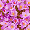 vowrawn: (flowers)