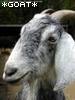 wickedflea: (*goat* 2)