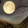 ranunculus: (moon)