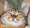 winter_elf: (naptime)