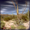 lil_1337: (Tucson - Desert)