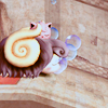 adanteallegro: (Zzzzzz)