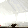 bex77: (Elephant)