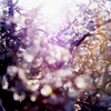 mewsing: Something shining through the trees (^5²)
