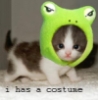llyrafantasyfae: (kitty costume)