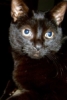 gwen_ives05: One of my previous cats (Default)