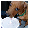 sardonicynic: stock | four-footed friend (I has a soda pop)
