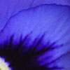 radegund: (blue-pansy)