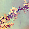 vorona_n: (cherry)