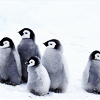 carnivalnights: (animals: pengies)