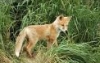 rio_luna626: (summer fox kit)