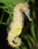 jianantonic: Seahorse jianantonic: (Seahorse)