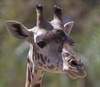 hotgiraffe: (default)