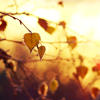 zdenka: Yellow leaves. (all will yet be well)