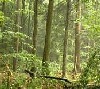 katuah: (forest)